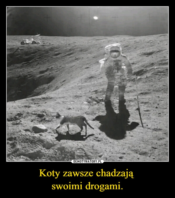 
    Koty zawsze chadzają 
swoimi drogami.