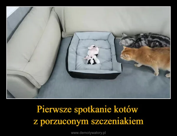 
    Pierwsze spotkanie kotów z porzuconym szczeniakiem