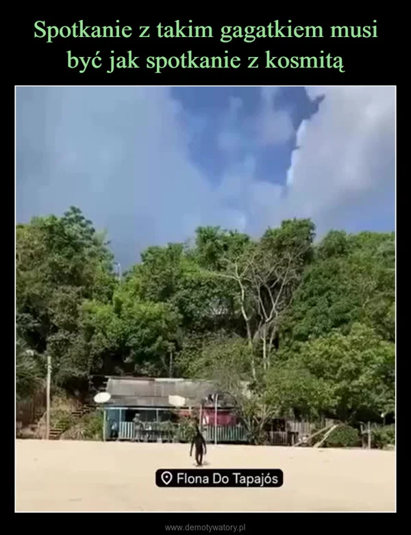 
    Spotkanie z takim gagatkiem musi być jak spotkanie z kosmitą
