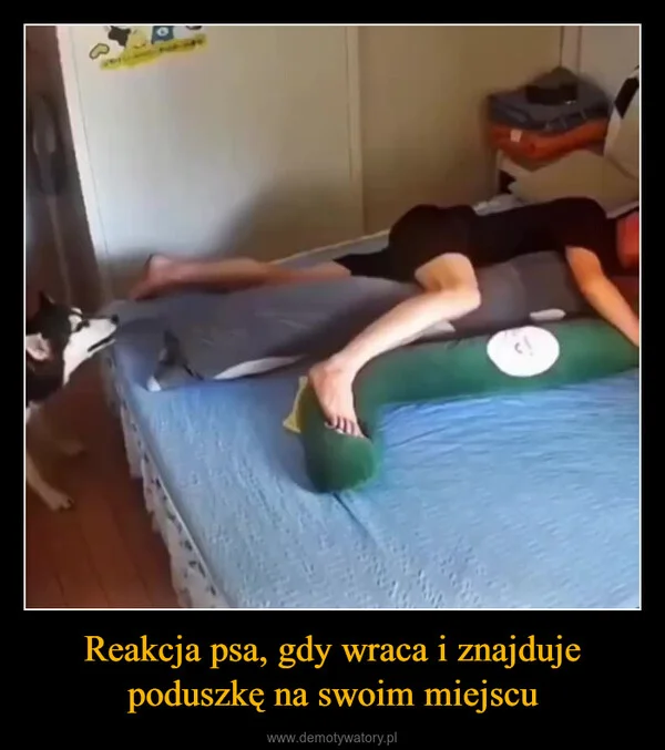 
    Reakcja psa, gdy wraca i znajduje poduszkę na swoim miejscu