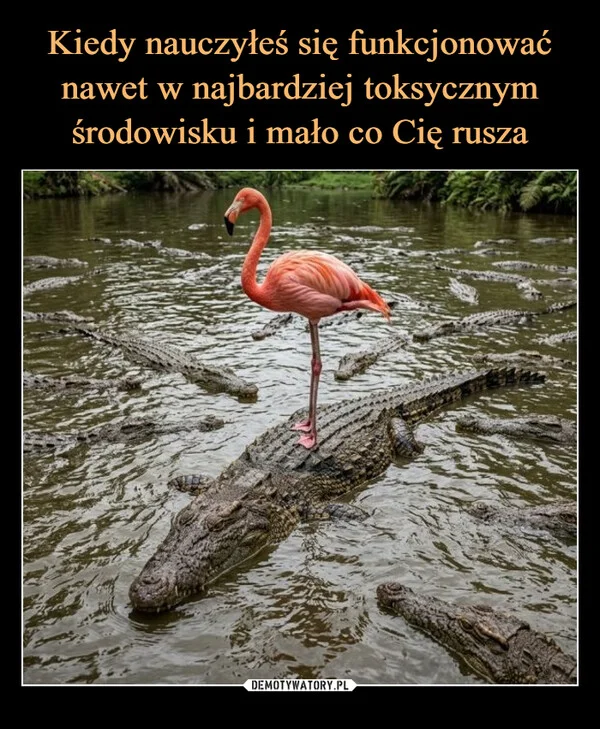 
    Kiedy nauczyłeś się funkcjonować nawet w najbardziej toksycznym środowisku i mało co Cię rusza