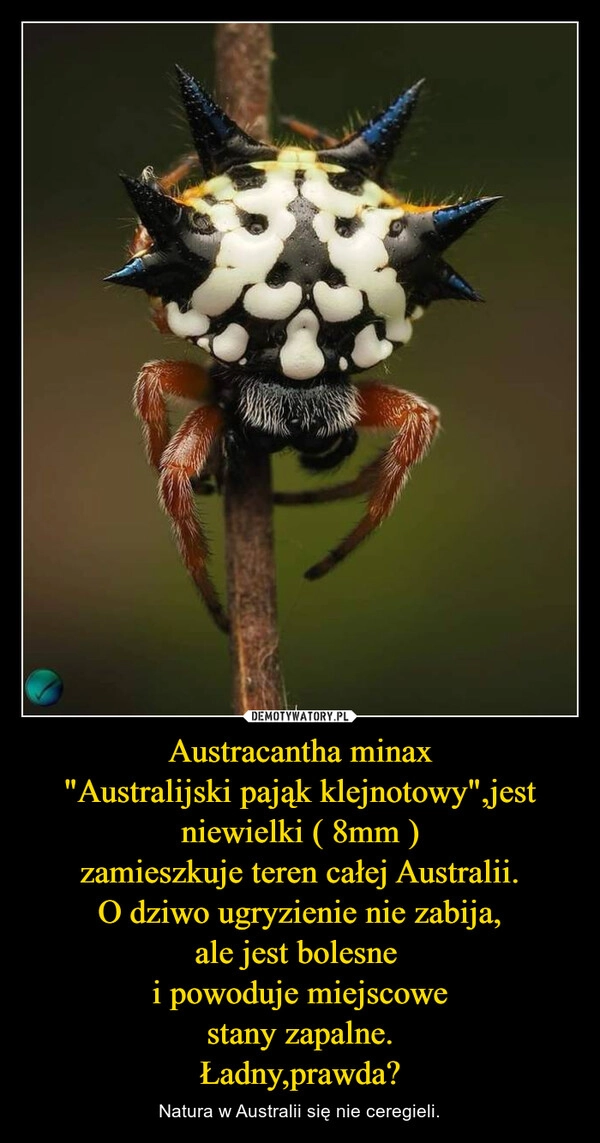 
    Austracantha minax
"Australijski pająk klejnotowy",jest niewielki ( 8mm )
zamieszkuje teren całej Australii.
O dziwo ugryzienie nie zabija,
ale jest bolesne 
i powoduje miejscowe
stany zapalne.
Ładny,prawda?