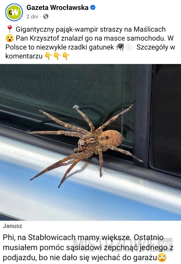 
    Pająk
