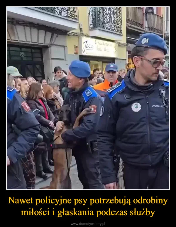 
    Nawet policyjne psy potrzebują odrobiny miłości i głaskania podczas służby