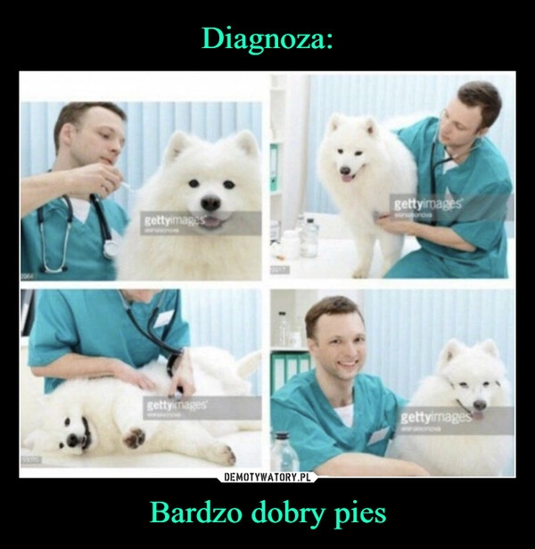 
    Diagnoza: Bardzo dobry pies