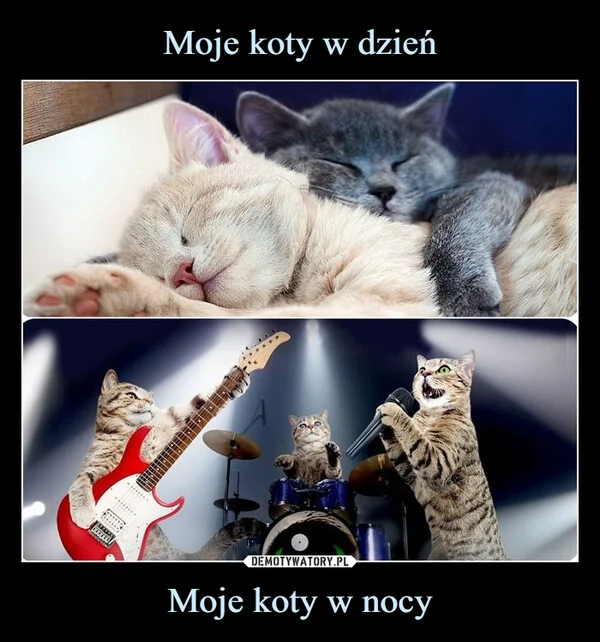 
    Moje koty w dzień Moje koty w nocy