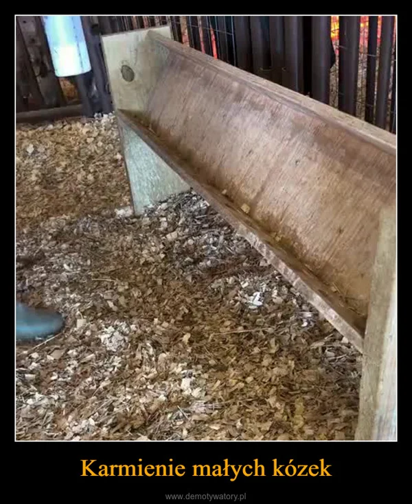 
    Karmienie małych kózek