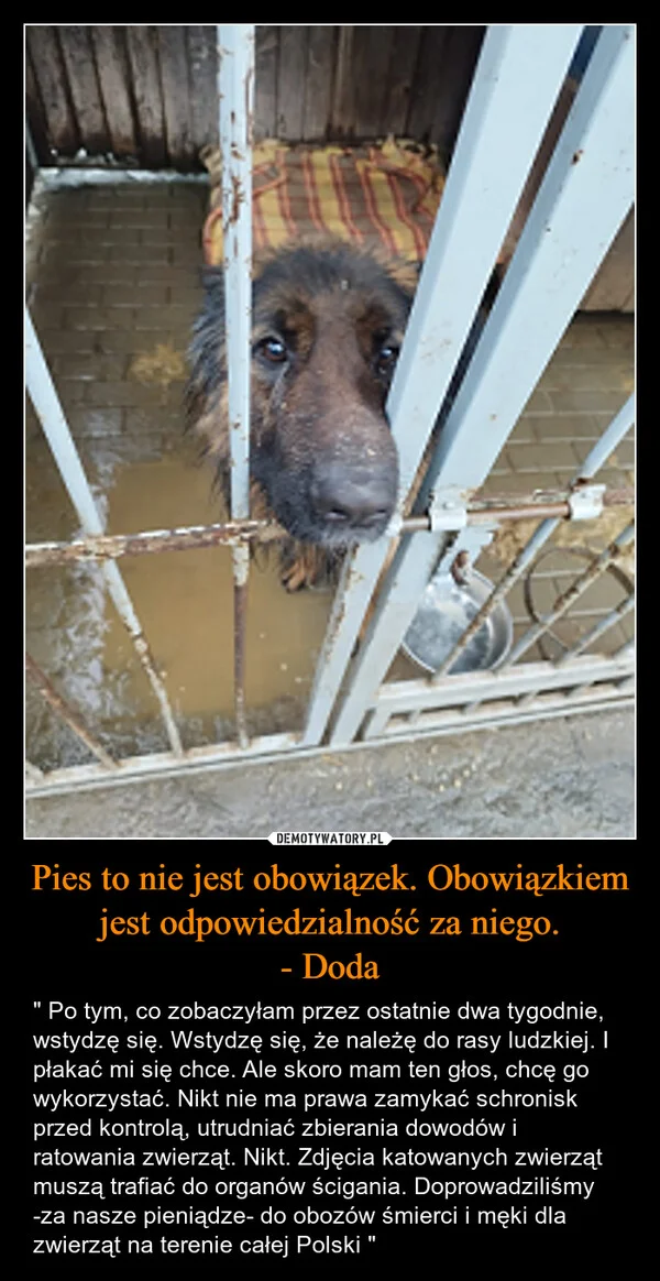 
    Pies to nie jest obowiązek. Obowiązkiem jest odpowiedzialność za niego. - Doda