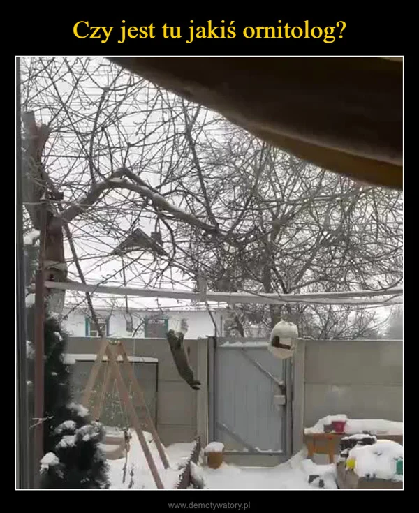 
    Czy jest tu jakiś ornitolog?