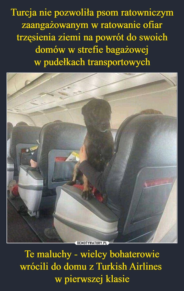 
    Turcja nie pozwoliła psom ratowniczym zaangażowanym w ratowanie ofiar trzęsienia ziemi na powrót do swoich domów w strefie bagażowej
w pudełkach transportowych Te maluchy - wielcy bohaterowie
wrócili do domu z Turkish Airlines 
w pierwszej klasie