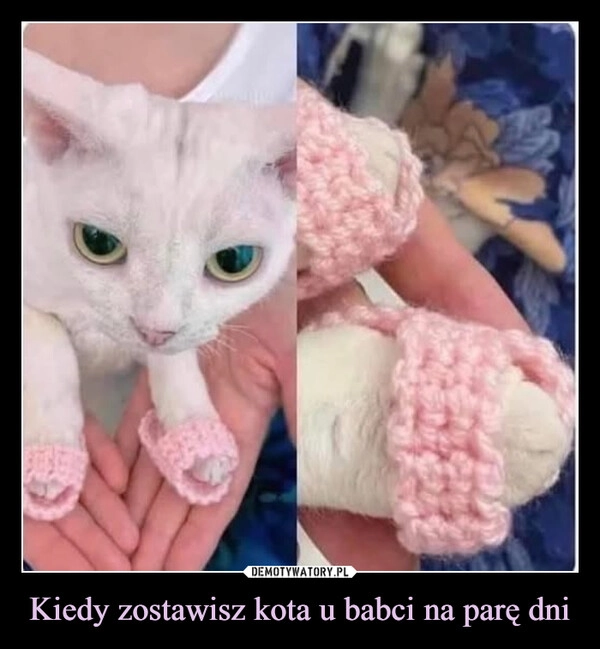 
    Kiedy zostawisz kota u babci na parę dni