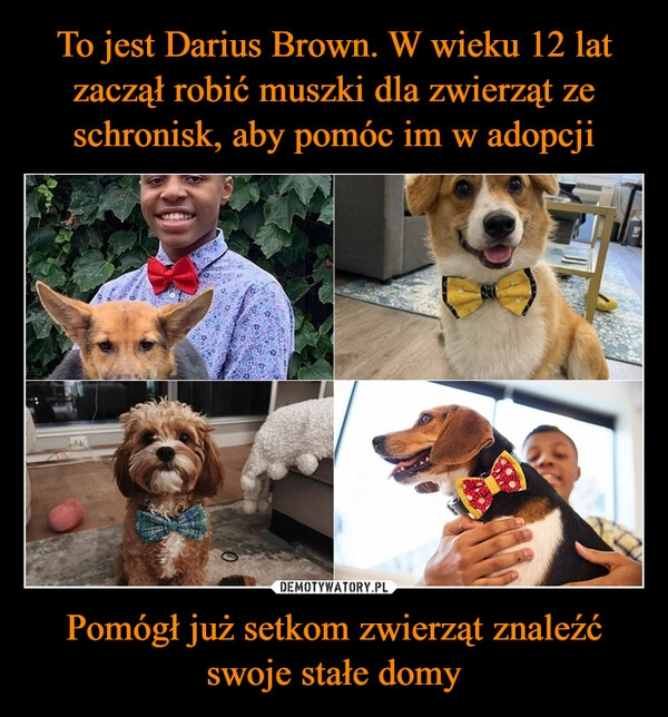 
    To jest Darius Brown. W wieku 12 lat zaczął robić muszki dla zwierząt ze schronisk, aby pomóc im w adopcji Pomógł już setkom zwierząt znaleźć swoje stałe domy