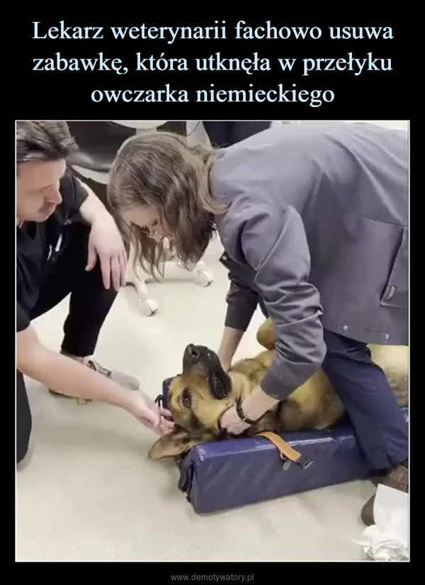 
    Lekarz weterynarii fachowo usuwa zabawkę, która utknęła w przełyku owczarka niemieckiego