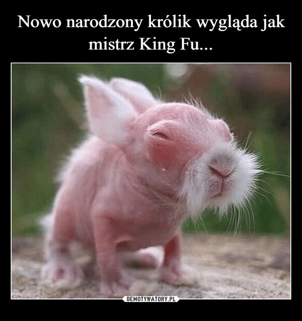 
    Nowo narodzony królik wygląda jak mistrz King Fu...