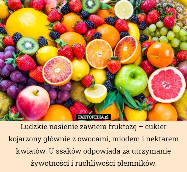 
    Ludzkie nasienie zawiera fruktozę – cukier kojarzony głównie z owocami,