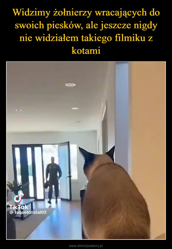 
    Widzimy żołnierzy wracających do swoich piesków, ale jeszcze nigdy nie widziałem takiego filmiku z kotami