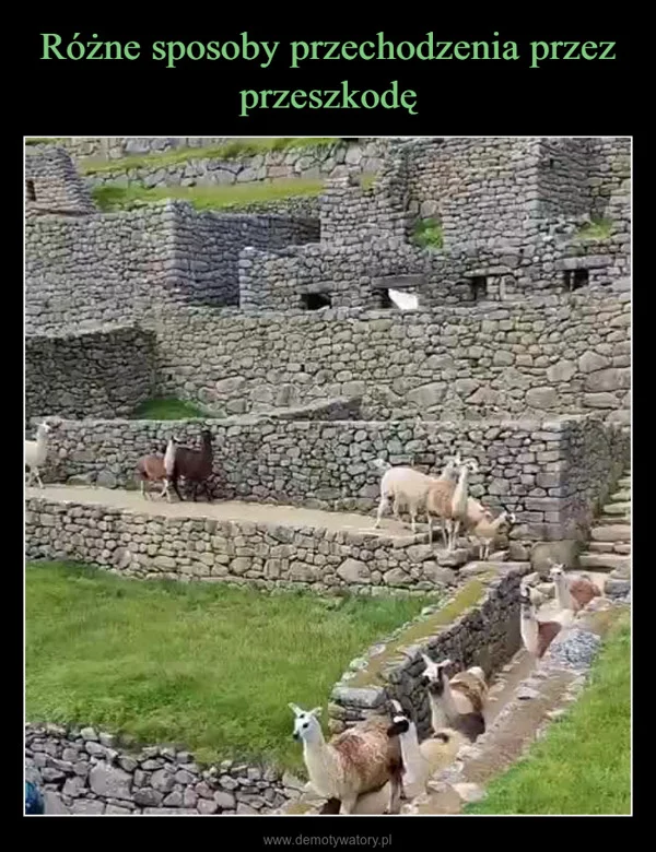 
    Różne sposoby przechodzenia przez przeszkodę