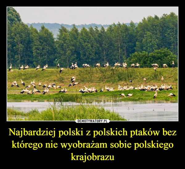 
    Najbardziej polski z polskich ptaków bez którego nie wyobrażam sobie polskiego krajobrazu