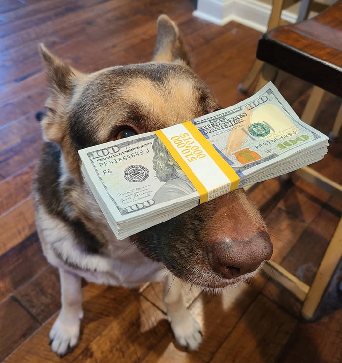 
    This is Dog of Luck. You must pet to pass.