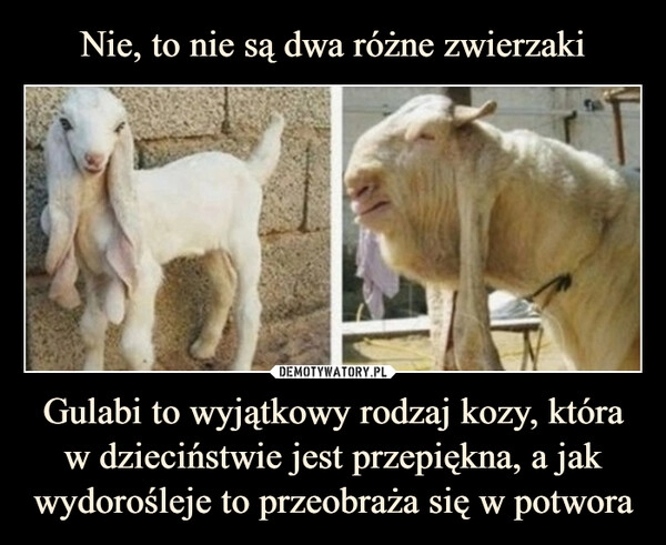 
    Nie, to nie są dwa różne zwierzaki Gulabi to wyjątkowy rodzaj kozy, która w dzieciństwie jest przepiękna, a jak wydorośleje to przeobraża się w potwora