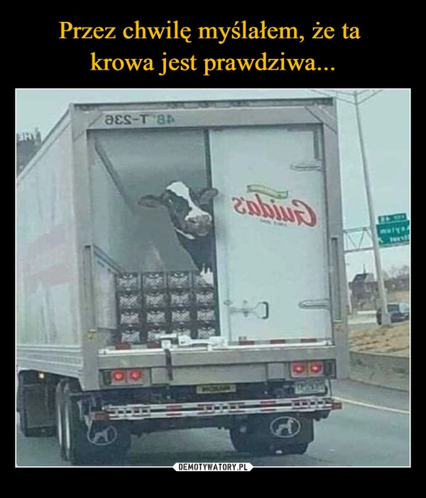 
    Przez chwilę myślałem, że ta 
krowa jest prawdziwa...