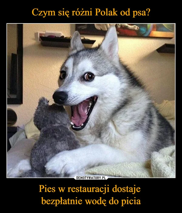 
    Czym się różni Polak od psa? Pies w restauracji dostaje bezpłatnie wodę do picia