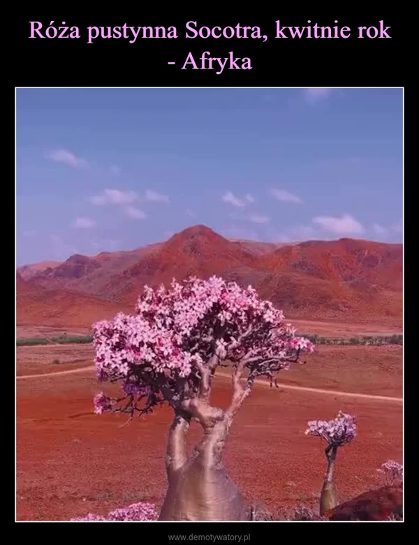 
    Róża pustynna Socotra, kwitnie rok - Afryka