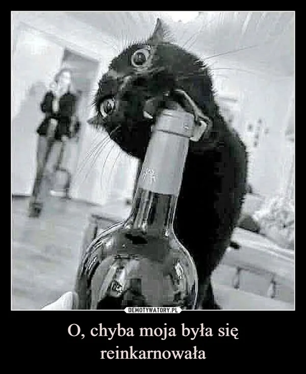 
    O, chyba moja była się reinkarnowała