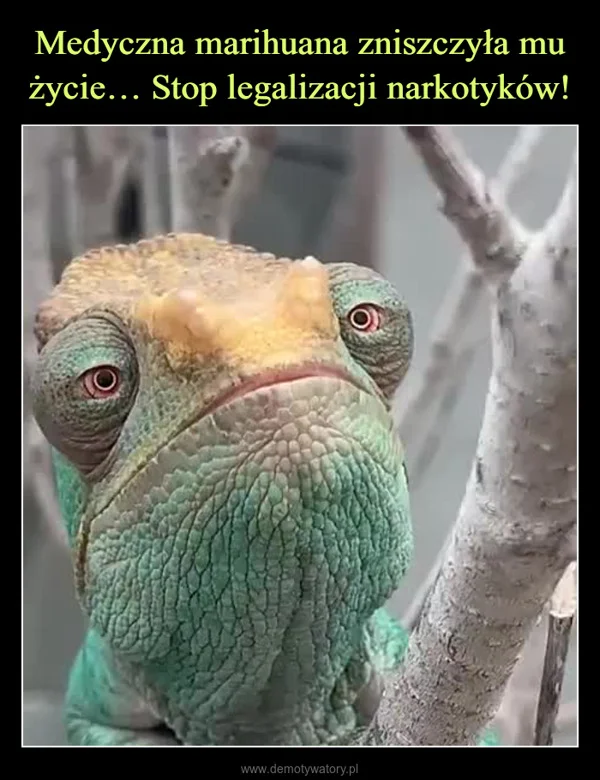 
    Medyczna marihuana zniszczyła mu życie… Stop legalizacji narkotyków!