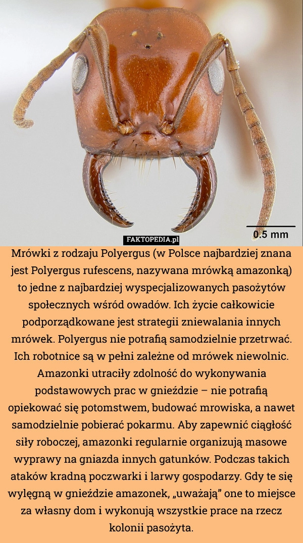 
    Mrówki z rodzaju Polyergus (w Polsce najbardziej znana jest Polyergus rufescens,