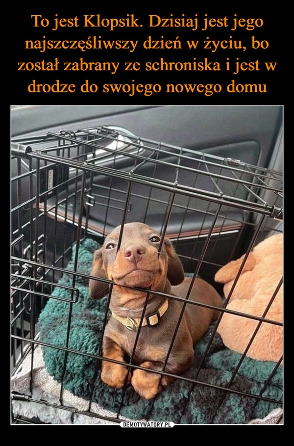 
    To jest Klopsik. Dzisiaj jest jego najszczęśliwszy dzień w życiu, bo został zabrany ze schroniska i jest w drodze do swojego nowego domu