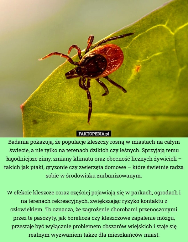 
    Badania pokazują, że populacje kleszczy rosną w miastach na całym świecie,