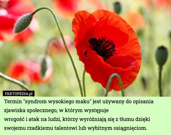 
    Termin "syndrom wysokiego maku" jest używany do opisania zjawiska