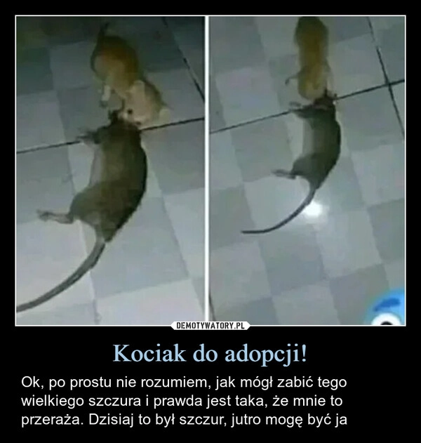 
    Kociak do adopcji!