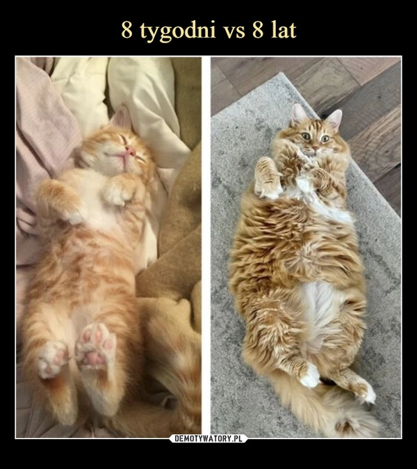 
    8 tygodni vs 8 lat