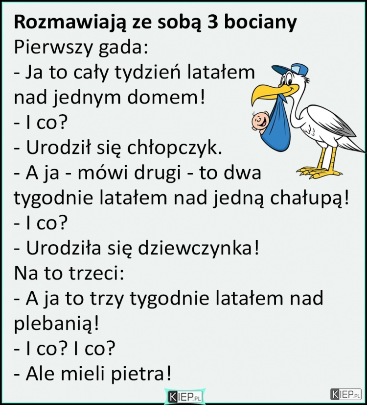 
    Rozmawiają 3 bociany...