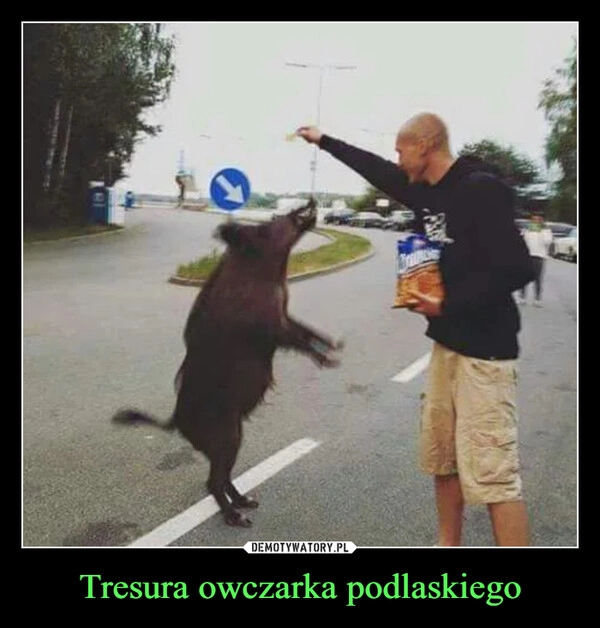 
    Tresura owczarka podlaskiego