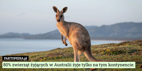 
    80% zwierząt żyjących w Australii żyje tylko na tym kontynencie.