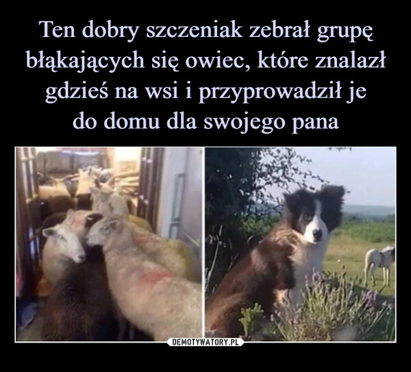 
    Ten dobry szczeniak zebrał grupę błąkających się owiec, które znalazł gdzieś na wsi i przyprowadził je
do domu dla swojego pana