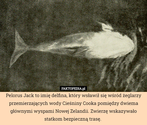 
    Pelorus Jack to imię delfina, który wsławił się wśród żeglarzy przemierzających