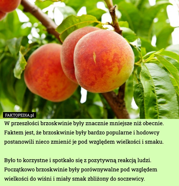 
    W przeszłości brzoskwinie były znacznie mniejsze niż obecnie. Faktem jest,
