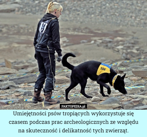 
    Umiejętności psów tropiących wykorzystuje się czasem podczas prac archeologicznych