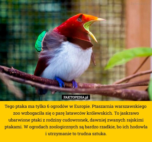 
    Tego ptaka ma tylko 6 ogrodów w Europie. Ptaszarnia warszawskiego 
zoo wzbogaciła