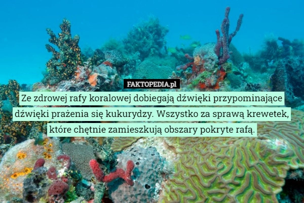 
    Ze zdrowej rafy koralowej dobiegają dźwięki przypominające dźwięki prażenia