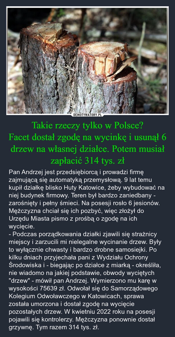 
    Takie rzeczy tylko w Polsce?
Facet dostał zgodę na wycinkę i usunął 6 drzew na własnej działce. Potem musiał zapłacić 314 tys. zł