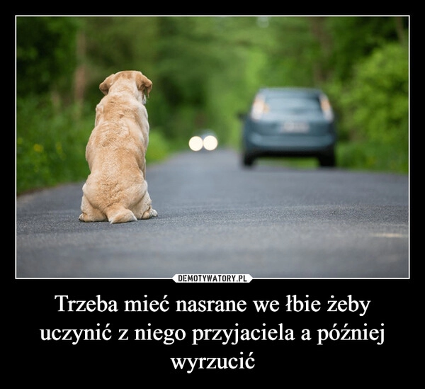 
    Trzeba mieć nasrane we łbie żeby uczynić z niego przyjaciela a później wyrzucić