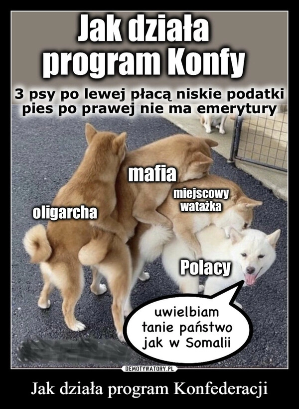 
    Jak działa program Konfederacji