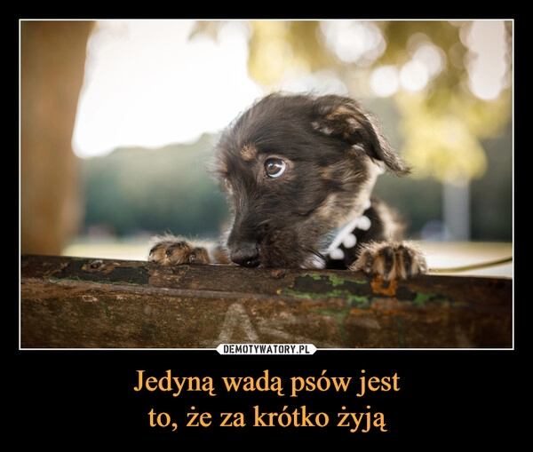 
    Jedyną wadą psów jest
to, że za krótko żyją