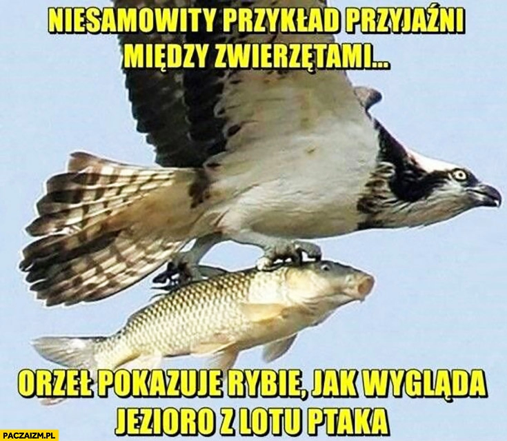 
    Niesamowity przykład przyjaźni między zwierzętami orzeł pokazuje rybie jak wygląda jezioro z lotu ptaka