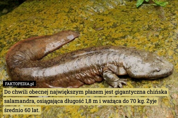 
    Do chwili obecnej największym płazem jest gigantyczna chińska salamandra,